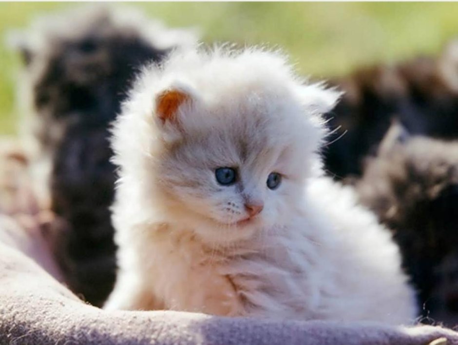 Персидская кошка серебристая шиншилла