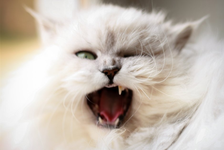 Злая белая кошка