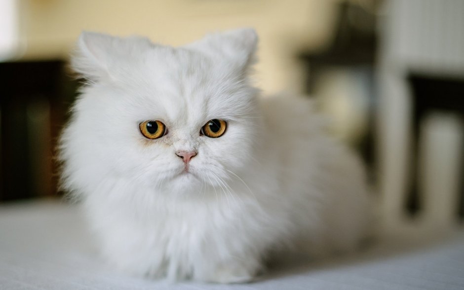 Белый персидский кот