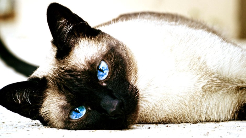 Сиамская кошка