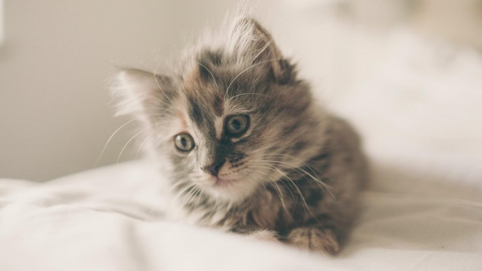 Милые котята