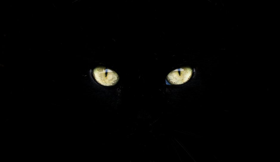 Кошачьи черная кошка глаза закрытые PNG