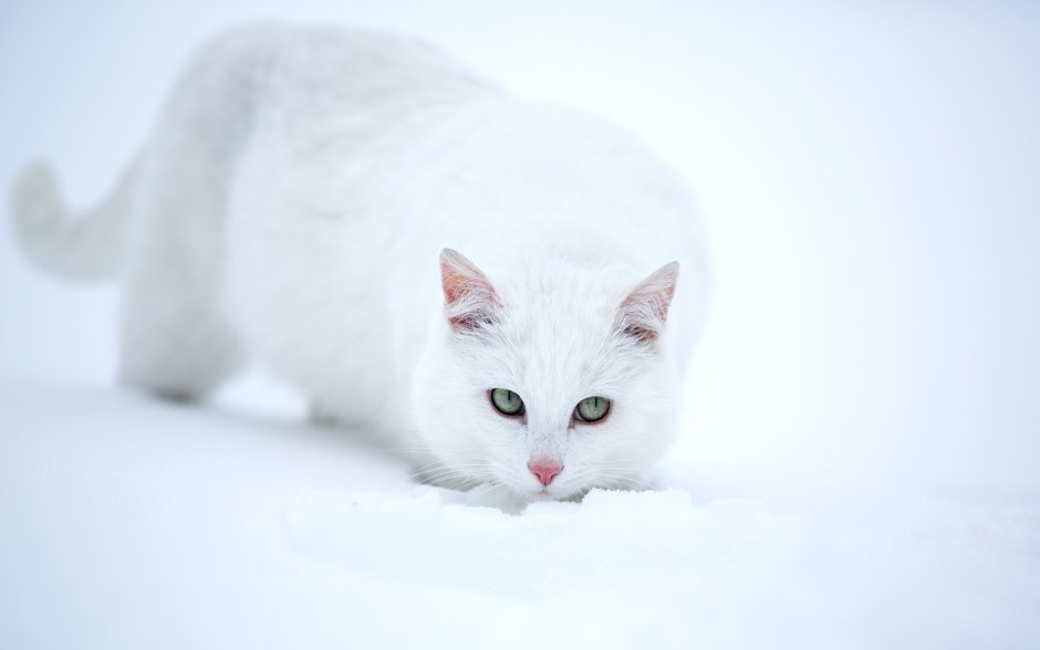 Кот снежок