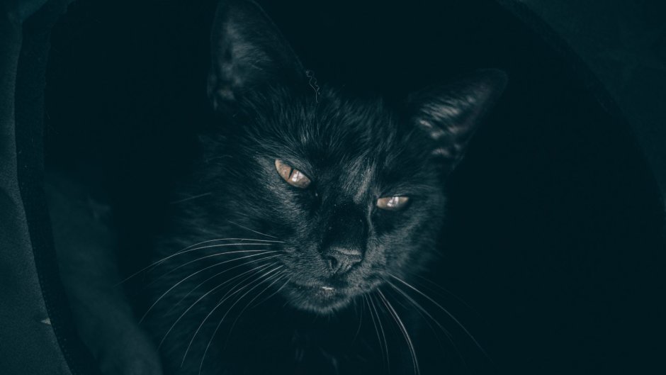 Обои два черных кота