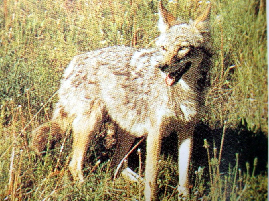 Гималайский волк ( canis Lupus Chanco
