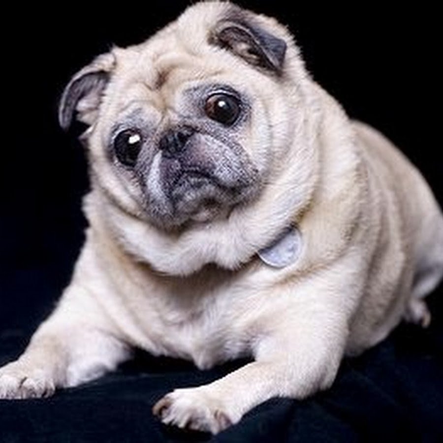 Мопсик на море