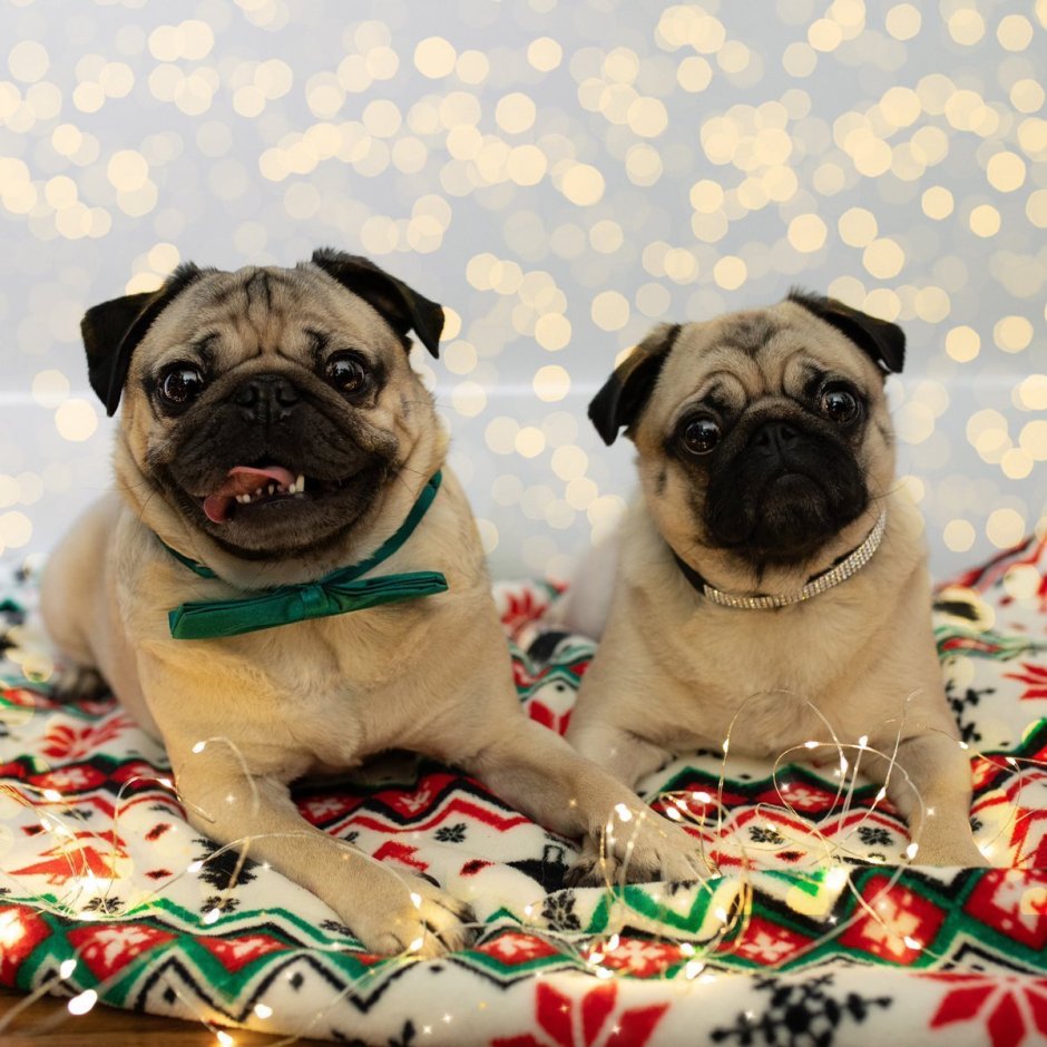 Мопс тигрового окраса