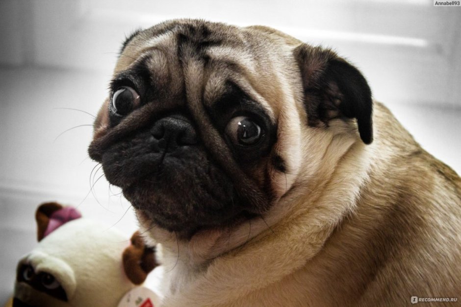 Мопс Альберт