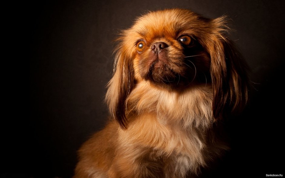 Пекинес рыжий