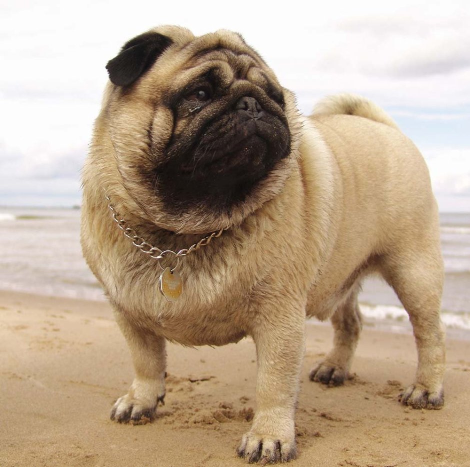 Тибетский Мопс