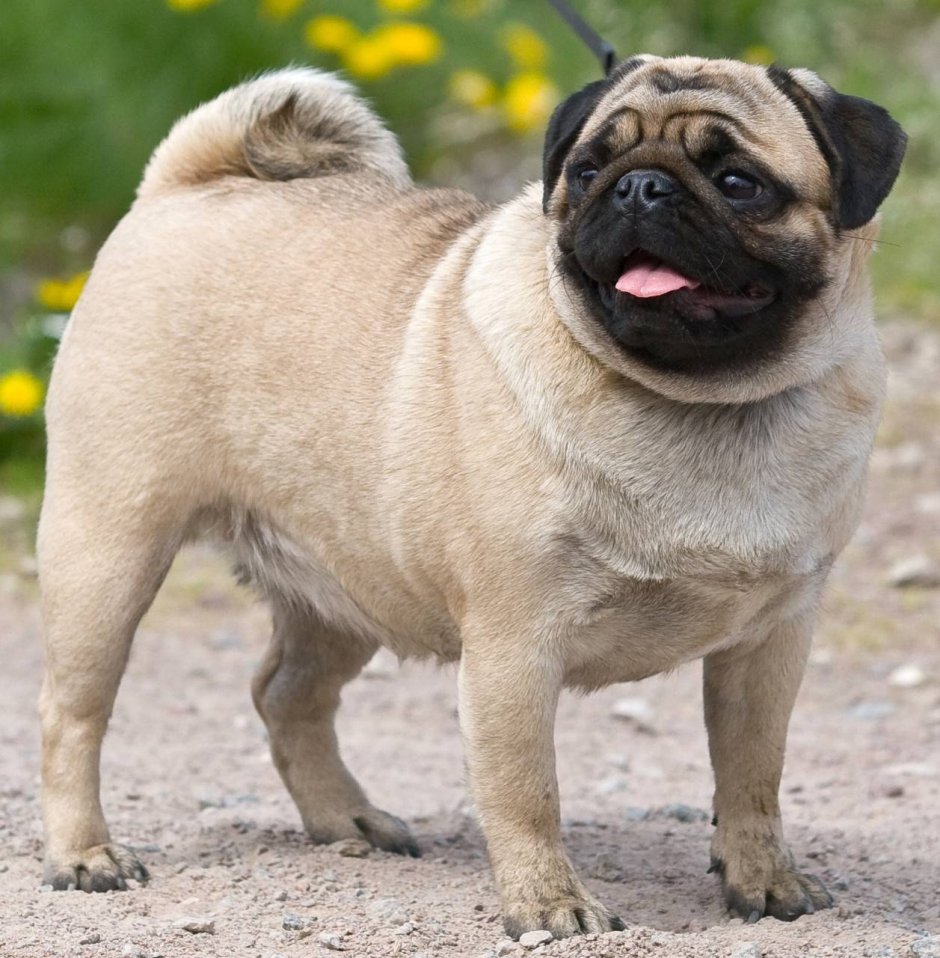 Королевский Мопс