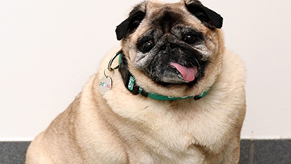 Грозный Мопс