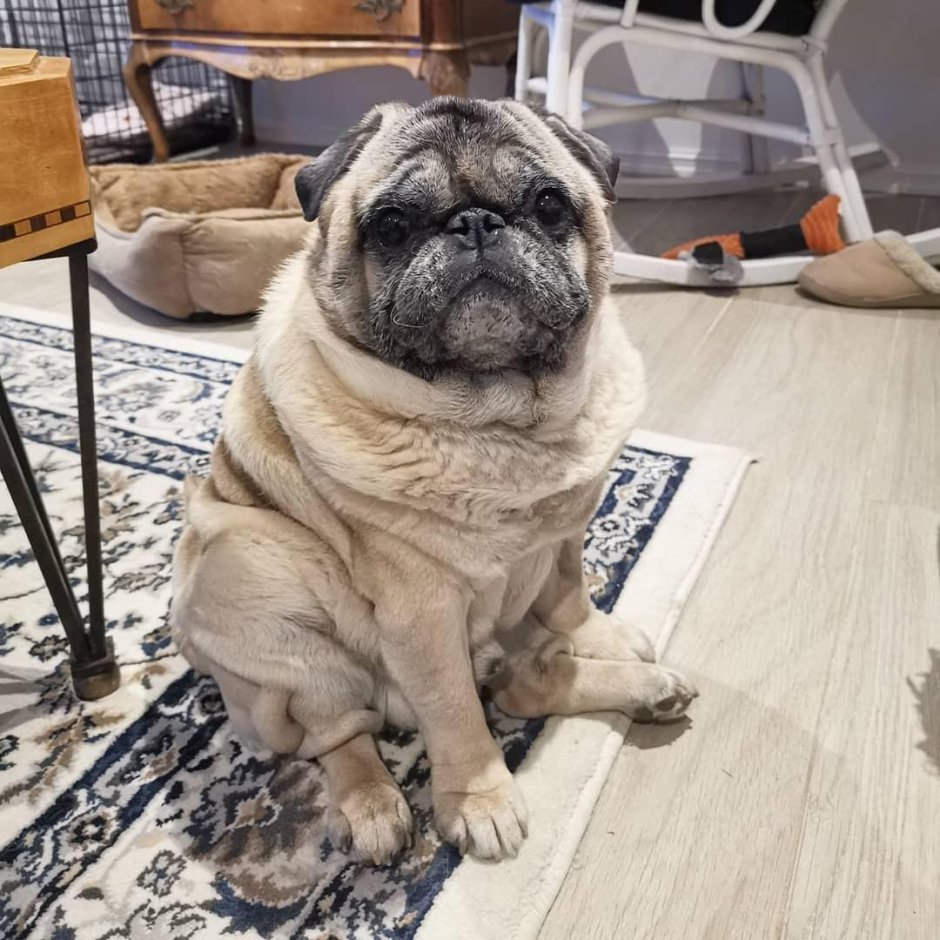 Собака Мопс толстый