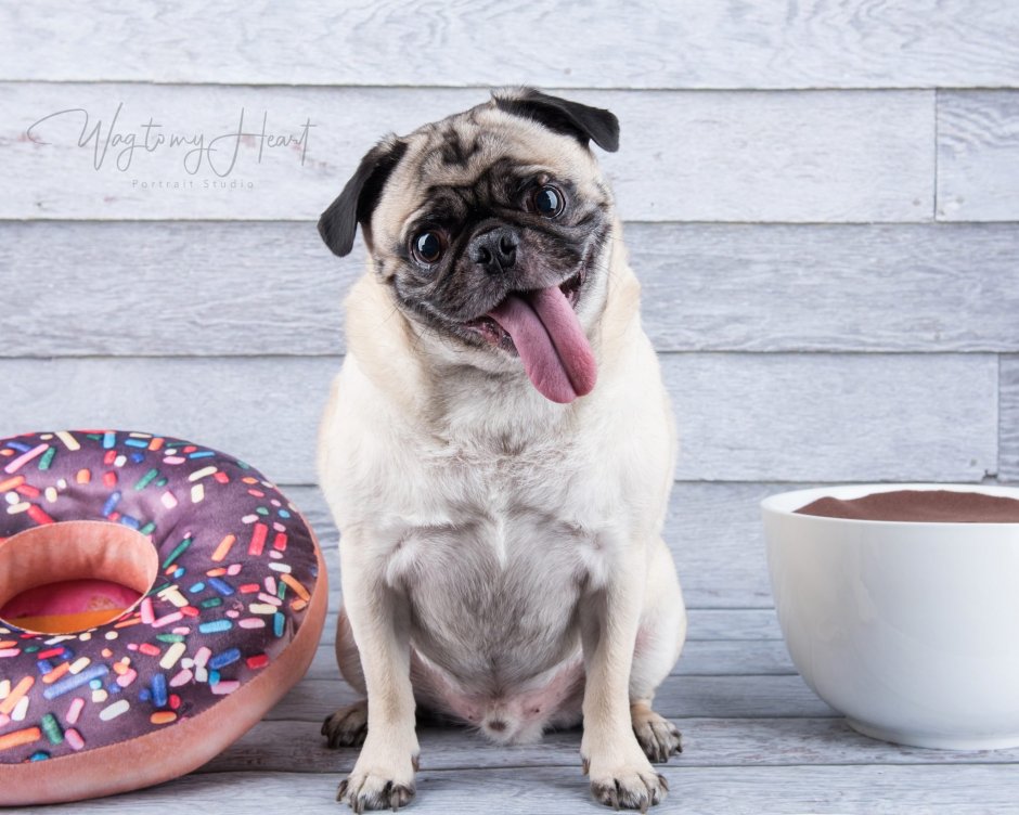 Мопс Джонни