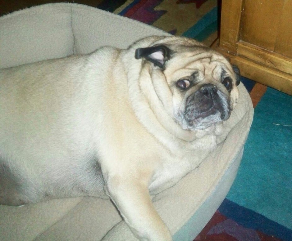 Разновидности мопсов