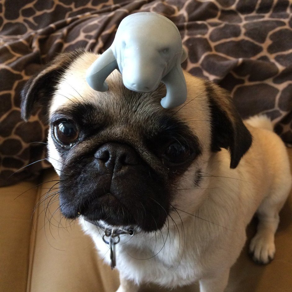 Мопс вонючка