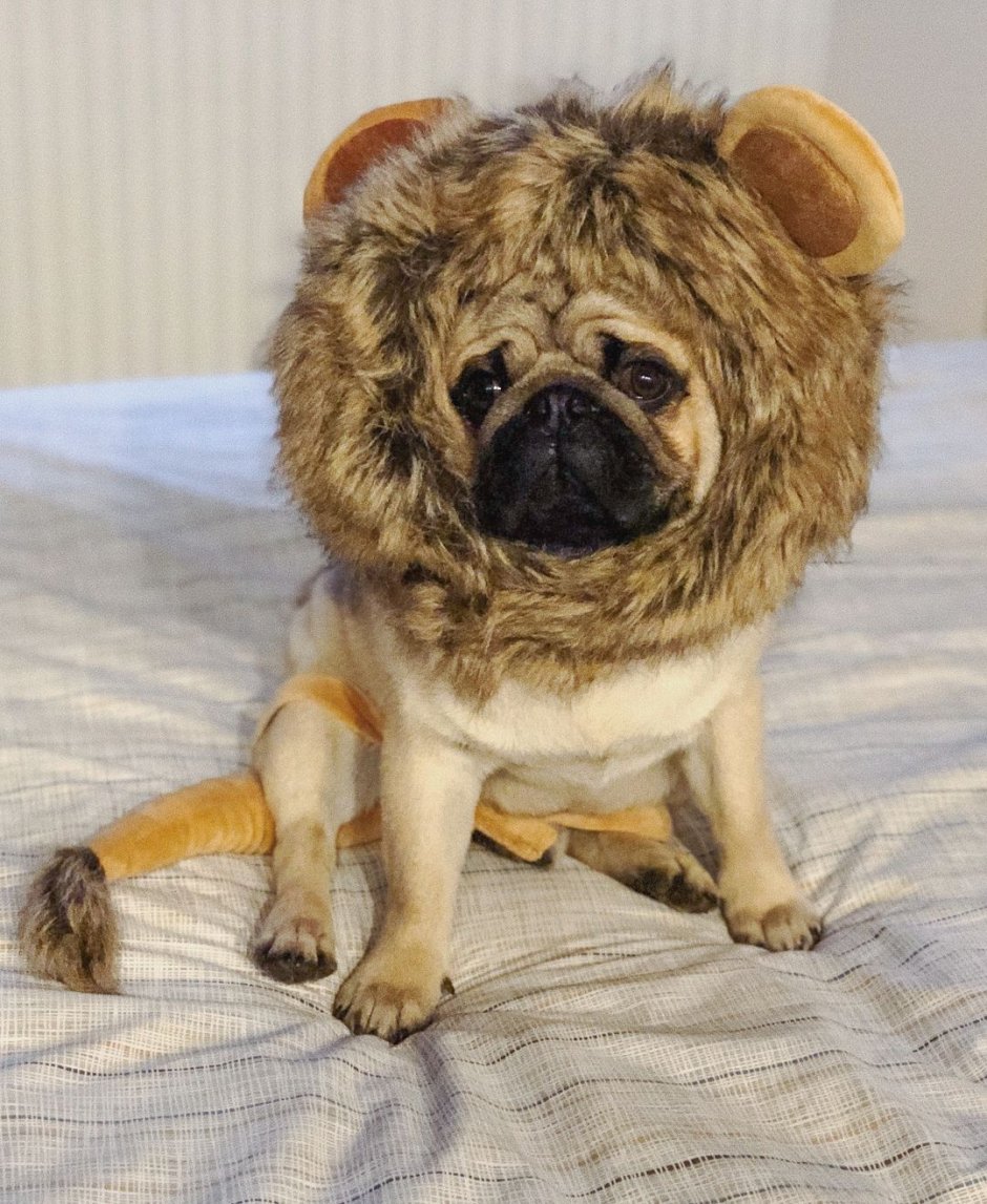 Мопс в костюме Льва