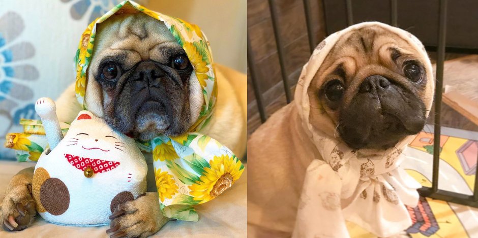 Мопс в платочке