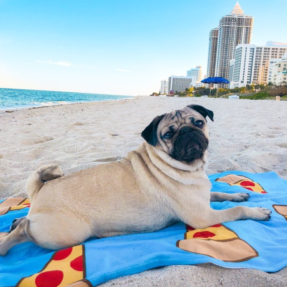 Всратый Мопс