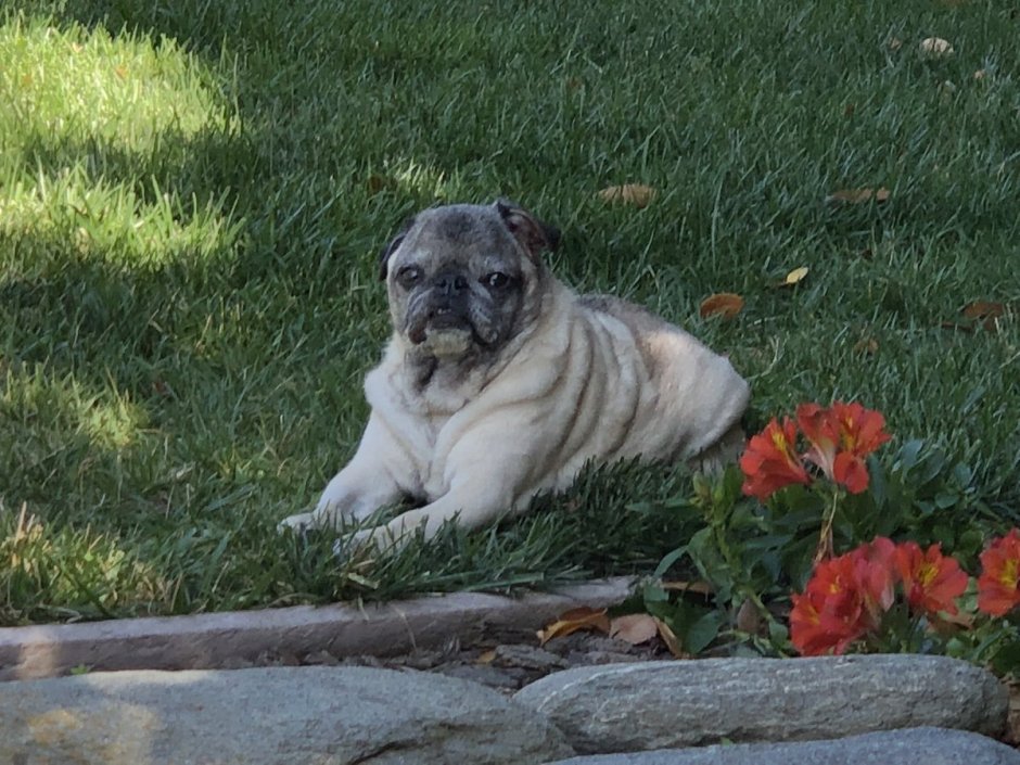 Питбуль мастиф