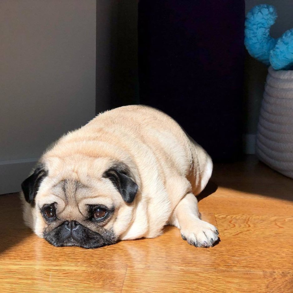 Португальский Мопс