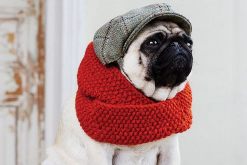 Тибетский спаниель