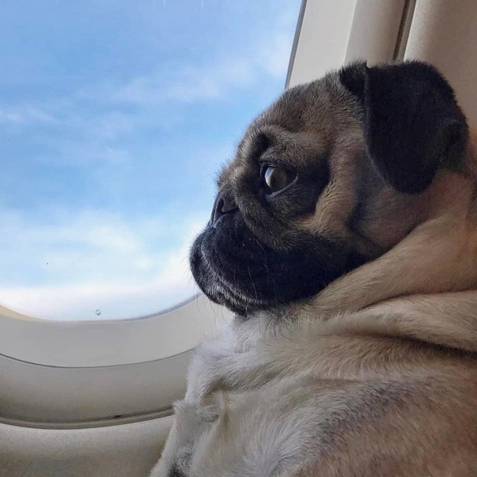 Недовольный Мопс