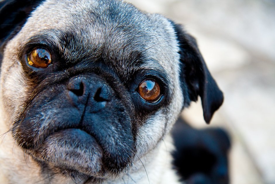 Голубой Мопс