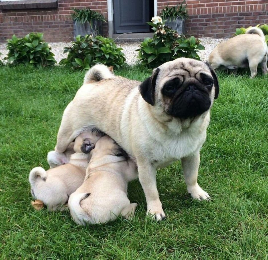 Щенки породы Мопс