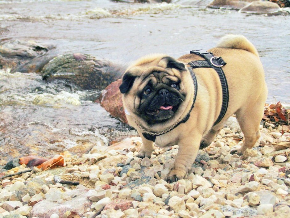 Толстый Мопс