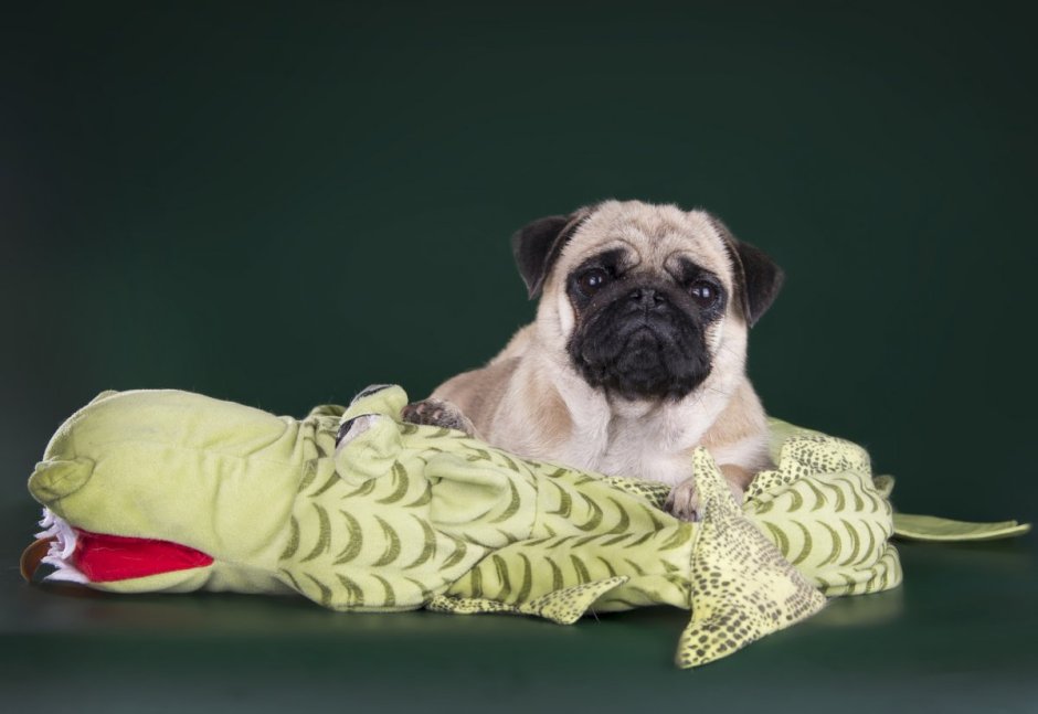 Толстый Мопс