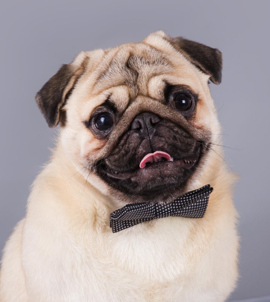 Мопс гладкошерстный