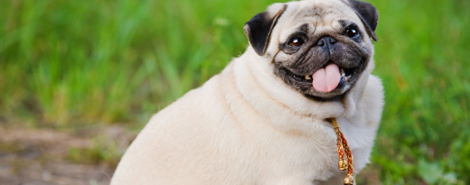 Бойцовский Мопс