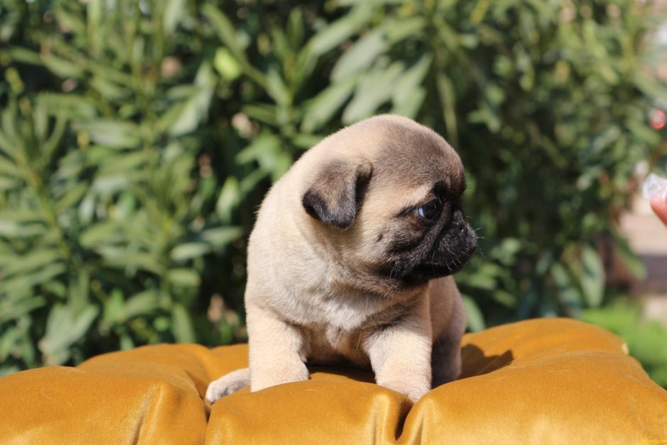 Карликовый Мопс