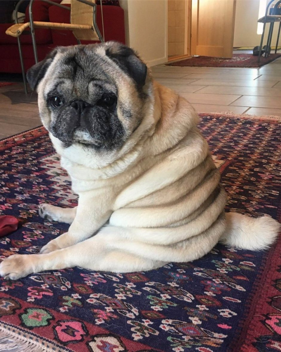 Собака Мопс большой