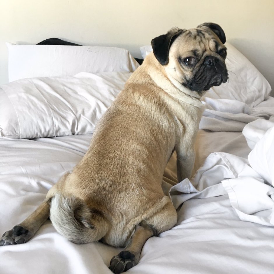 Персиковый мопсик