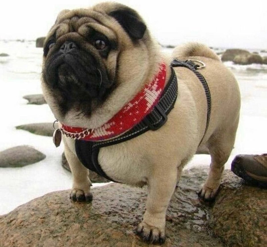 Толстый Мопс