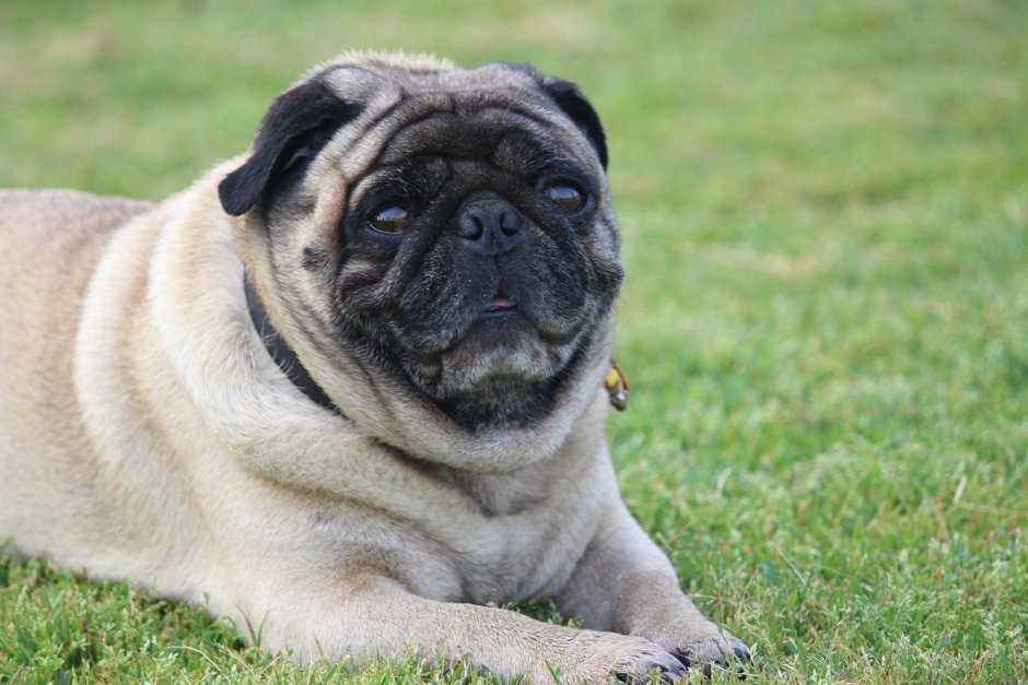 Мопс жирненький