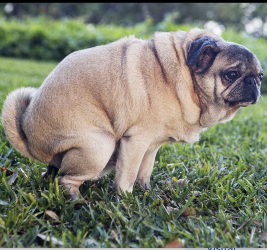 Мопс АМОГУС