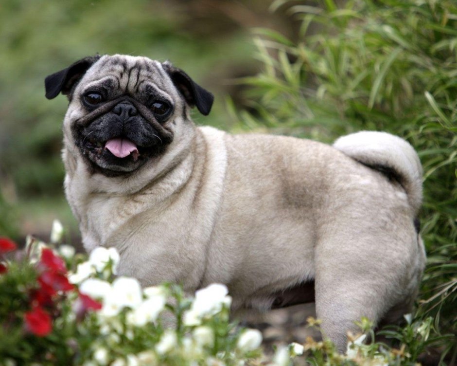 Карликовый Мопс