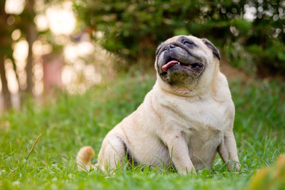 Собака Пекинес