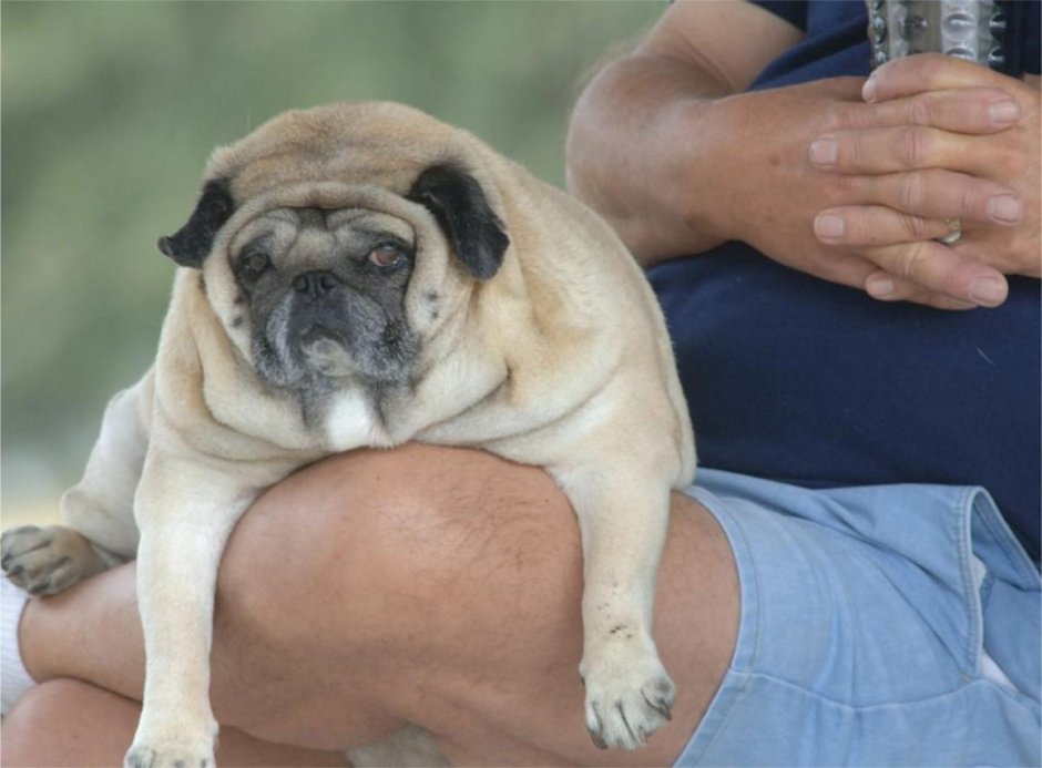 Самый толстый Мопс