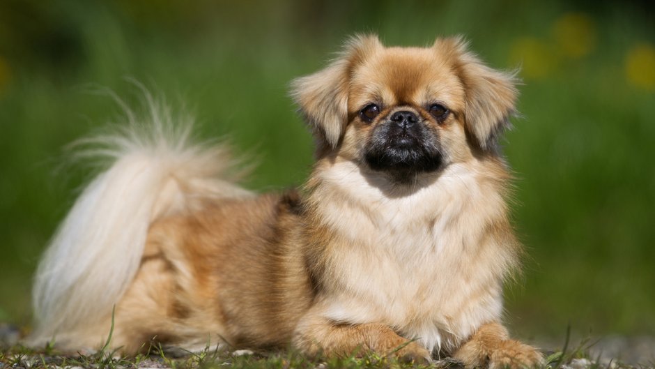 Мопс песочный