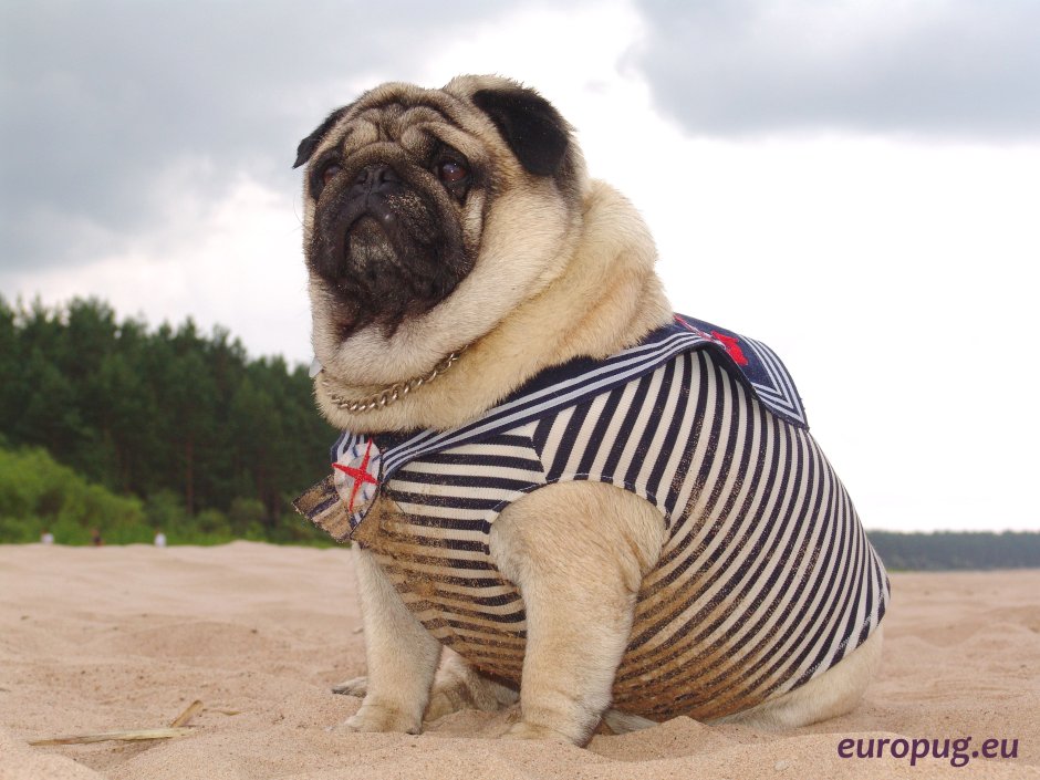 Мопс бульдожий Тип