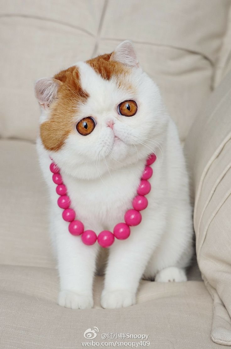 Экзот Снупи