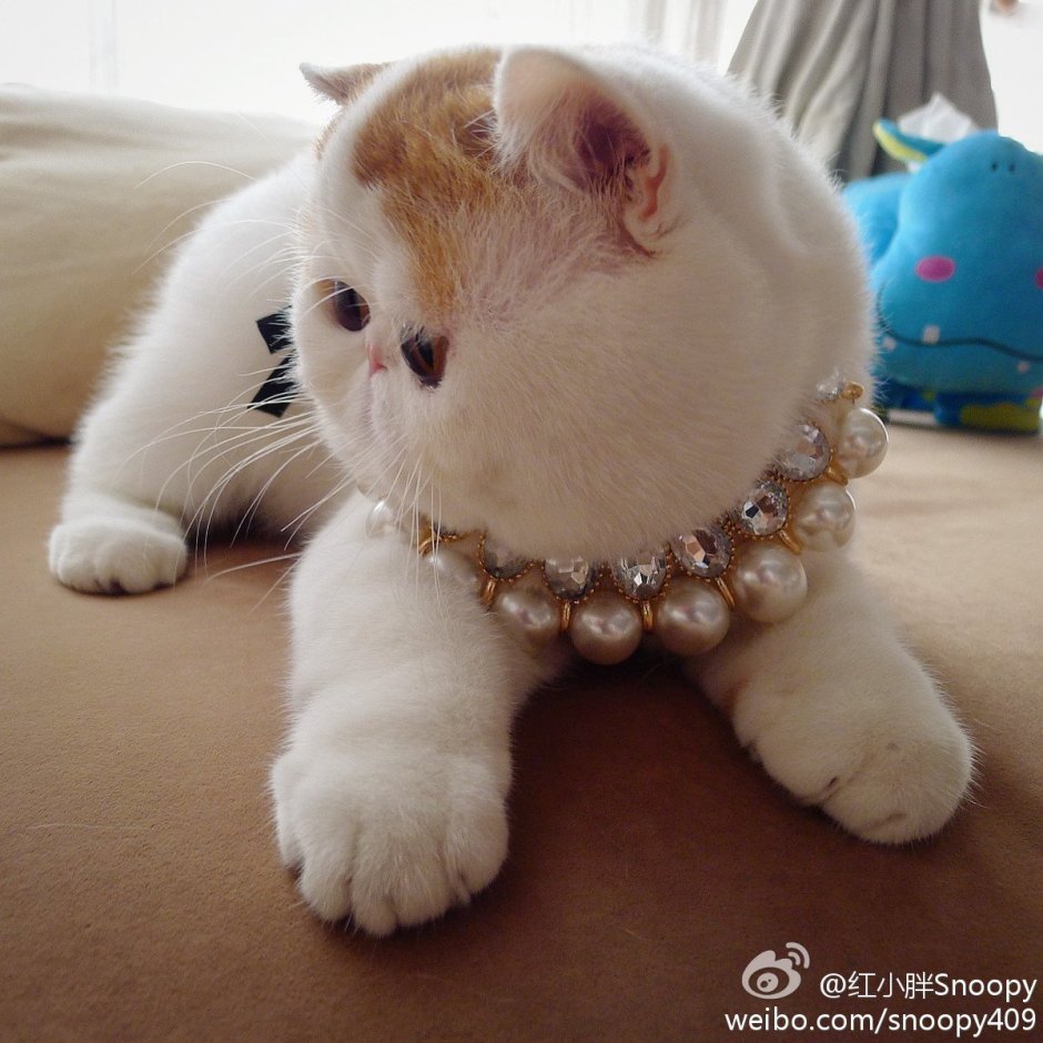 Манчкин экзот котенок