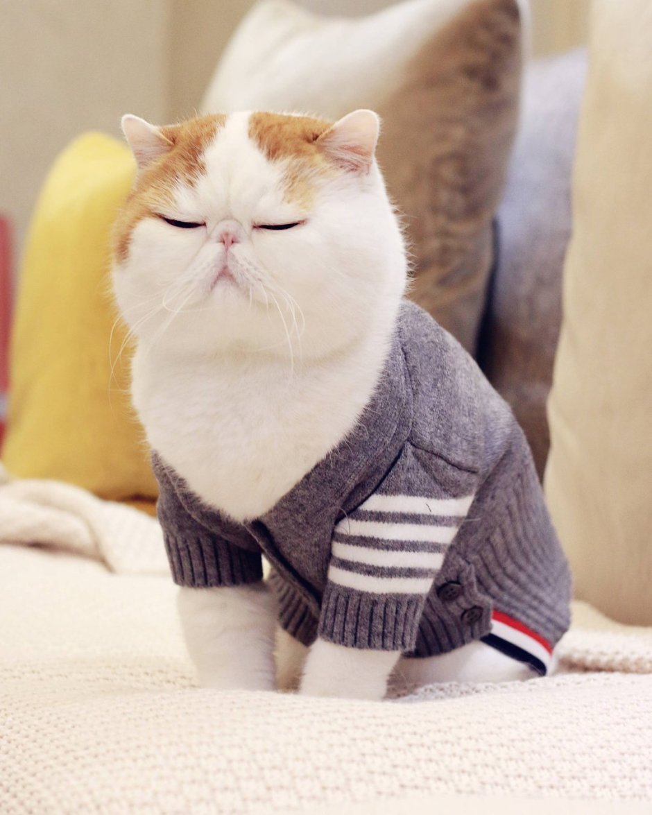 Котята с приплющенным лицом