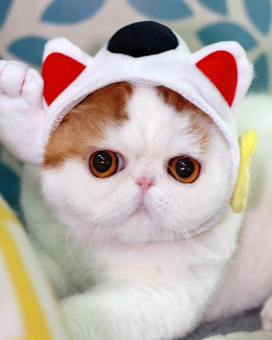 Вислоухий экзот Манчкин