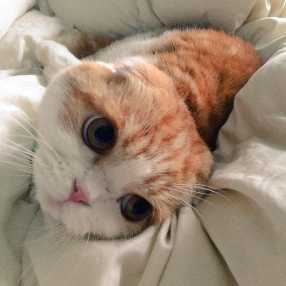 Японский рыжий кот