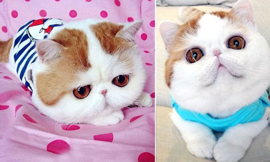 Китайская порода кошек с большими глазами